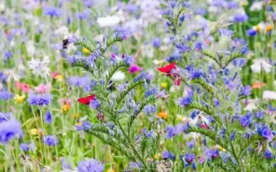 Unternehmens-Biodiversität: Erfolgreiche Praxisbeispiele für mehr Artenvielfalt