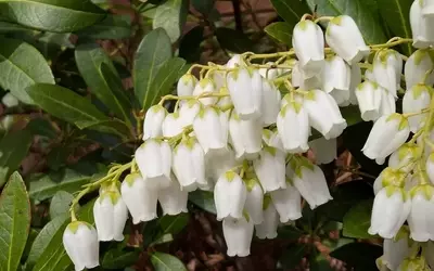 Maiglöckchen im Garten: Effektive und sichere Entfernung