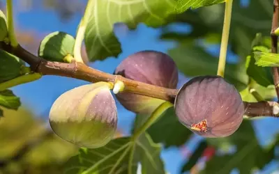 Feigenbäume richtig pflanzen: Der optimale Abstand zur Hauswand