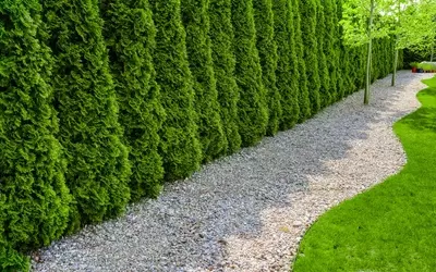 Die Wahl der optimalen Heckenpflanze für den Garten