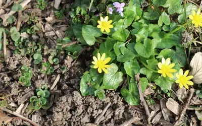 Effiziente Methoden zur Beseitigung von Scharbockskraut im Garten