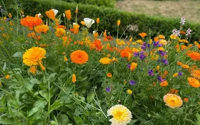 Bienenparadies im eigenen Garten: Eine Blumenwiese ohne Umgraben anlegen