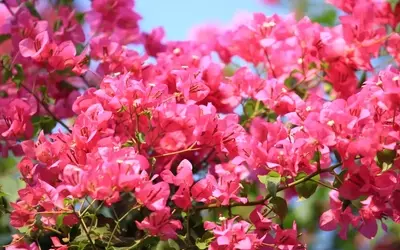 Bougainvillea-Pflege mit Kaffeesatz: Ein umfassender Leitfaden