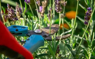 Lavendel: Was tun, wenn der Schnitt vergessen wurde?