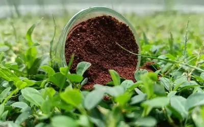 Kaffeesatz als umweltfreundliche Waffe gegen Giersch im Garten