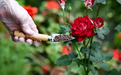 Rosenpflege: Blaukorn-Düngung – Vorzüge, Nachteile und optimale Anwendung
