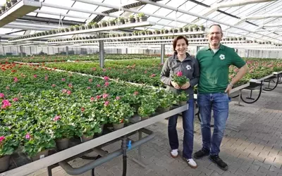 Die Gärtnerei Venneker: Pelargonien als Schlüssel zum Erfolg im Handel