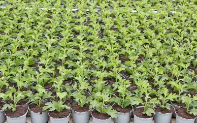 Praxisnahe Umsetzung der Torfreduktion im Gartenbau