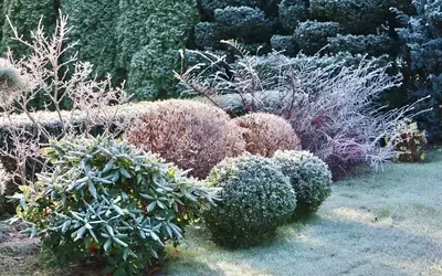 Ganzjährige Gartenpracht: Pflanzen, die den Winter verschönern