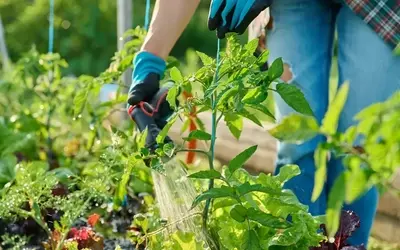 Tomatenpflege: Geiztriebe entfernen, auch wenn es spät ist