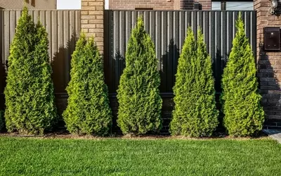 Thuja-Hecken richtig düngen: Blaukorn – Segen oder Gefahr?