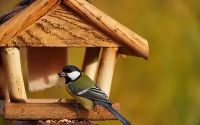 Optimale Vogelernährung im Garten: Auswahl und Bedeutung der richtigen Futtermischungen