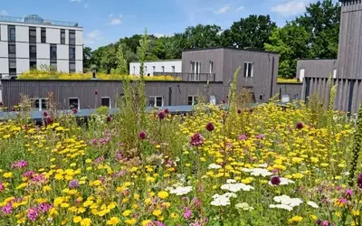 Gebäudegrün: Ein Schlüssel zur Klimaanpassung und urbanen Lebensqualität