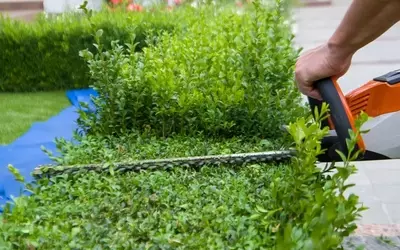 Heckenschnitt: Zeitpunkt, Technik und Pflege für eine gesunde Hecke
