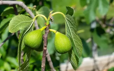Gelbe Blätter am Feigenbaum: Ursachen erkennen und gezielt handeln