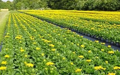 Deutsche Gartenbaubranche 2026: Ein kritischer Blick zur Jahresmitte