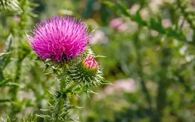 Disteln dauerhaft aus dem Garten entfernen: Ein umfassender Leitfaden