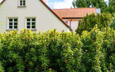 Gartenpflege leicht gemacht: Ästhetik bewahren, Aufwand reduzieren