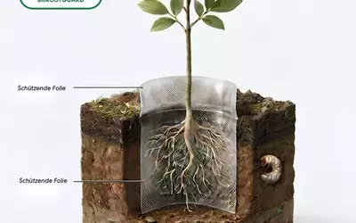 Innovativer Wurzelschutz: Bioabbaubare Folie gegen Käferlarven