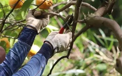Baumgesundheit im Garten: Wann ist professionelle Hilfe unverzichtbar?