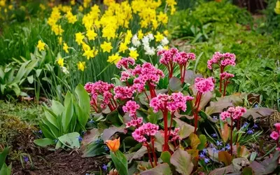 Gartenpracht: So verwandeln Sie Ihren Garten in ein leuchtendes Farbenmeer
