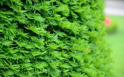 Innovative Sichtschutz-Hecken: Grüne Alternativen für Thuja und Kirschlorbeer