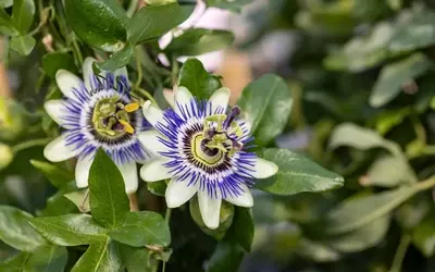 Passionsblume ohne Blütenpracht: Ursachenforschung und Handlungsempfehlungen