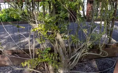 Effektiver Schutz vor Wurzeln: So halten Sie unerwünschtes Pflanzenwachstum fern