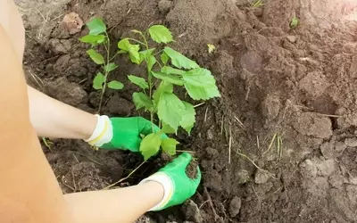 Hibiskus-Umpflanzung im Herbst: Eine detaillierte Anleitung und potenzielle Risiken