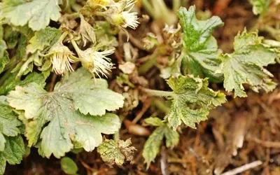 Herausforderungen und Pflege von Waldsteinia auf Friedhöfen