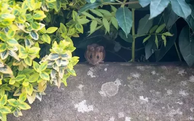 Effektiver Pflanzenschutz: Strategien gegen Schädlinge im Garten