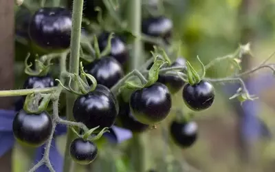 Schwarze Tomaten: Gefahren und Genuss in der Küche