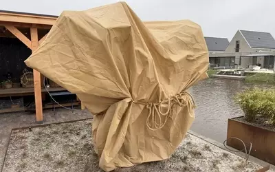 Sichere Überwinterung des Olivenbaums im Freien