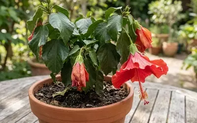 Hibiskus: Ursachen und Lösungen für herabhängende Blätter