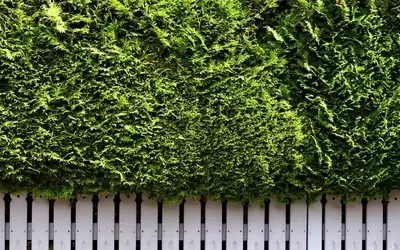 Thuja-Hecke richtig pflegen: Anleitung für den perfekten Rückschnitt