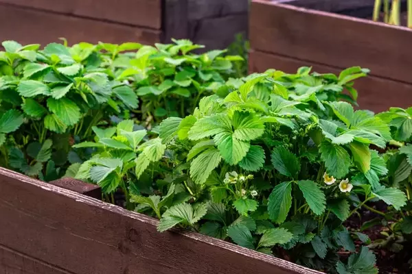Erdbeerkultivierung im Hochbeet: Süße Früchte auf engem Raum ernten