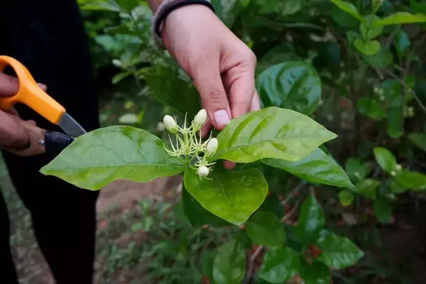 Winterjasmin: Schnitttechniken für eine üppige Blüte