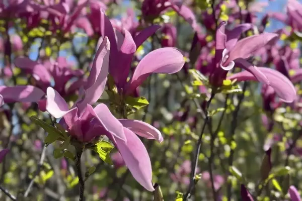 Geheimnisse der Magnolienblüte: Ursachen und L￶sungen für ausbleibende Pracht
