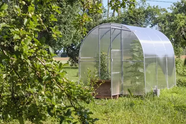 Gewächshausreinigung durch Schwefelbehandlung: Ein Leitfaden für Gartenliebhaber