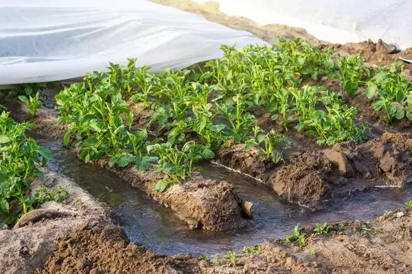 Bewässerung durch Furchen: Effizienz und Tradition im Gartenbau
