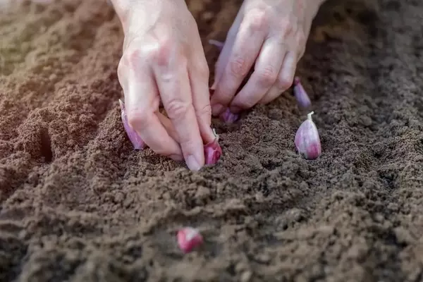 Knoblauch pflanzen: Eine umfassende Anleitung für den Heimgarten