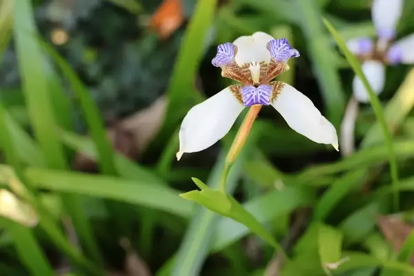 Die Apostelblume: Ein Leitfaden für Anbau, Pflege und Vermehrung der Neomarica gracilis