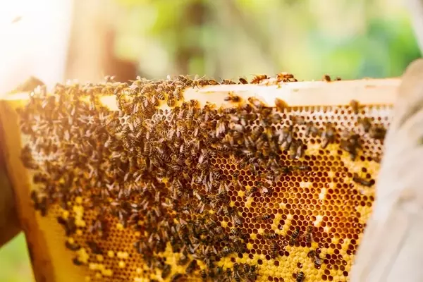 Das Bienenvolk im eigenen Garten: Ein Gewinn für Natur und Hobby