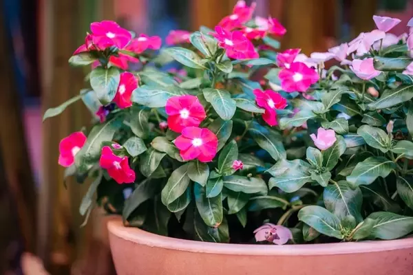 Die Wunderblume im Topf: So gelingt eine üppige Blütenpracht