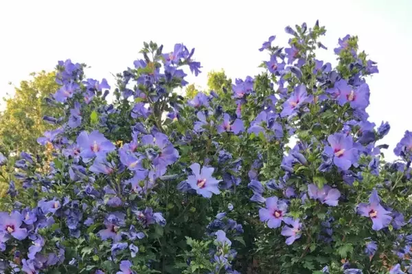 Optimale Pflege: Wann und wie Sie Ihren Hibiskus schneiden sollten