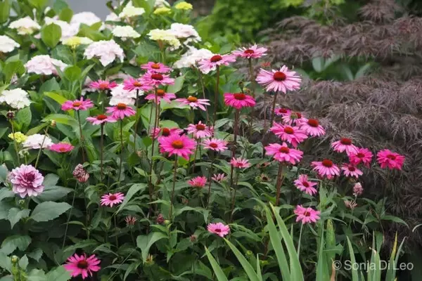 Beeindruckende Gartenstauden: Majestätische Pflanzen für eine prächtige Gartengestaltung