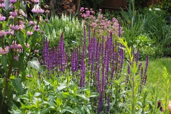 Kreative Staudenarrangements für jeden Gartenbereich