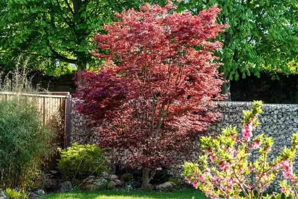 Mini-Bäume für den kompakten Garten: Zehn reizvolle Arten