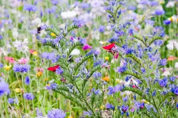 Unternehmens-Biodiversität: Erfolgreiche Praxisbeispiele für mehr Artenvielfalt
