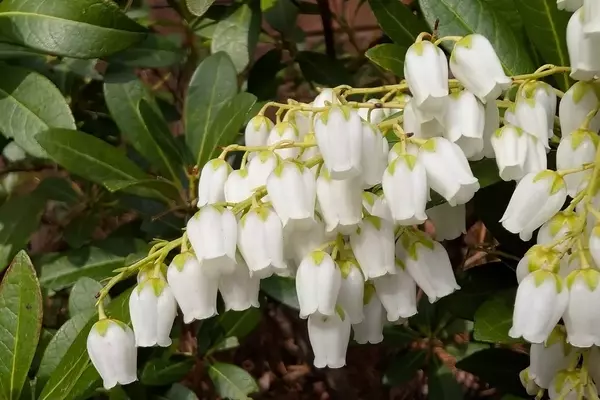 Maiglöckchen im Garten: Effektive und sichere Entfernung